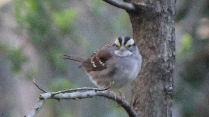 White-throated Sparrow - ML427748831