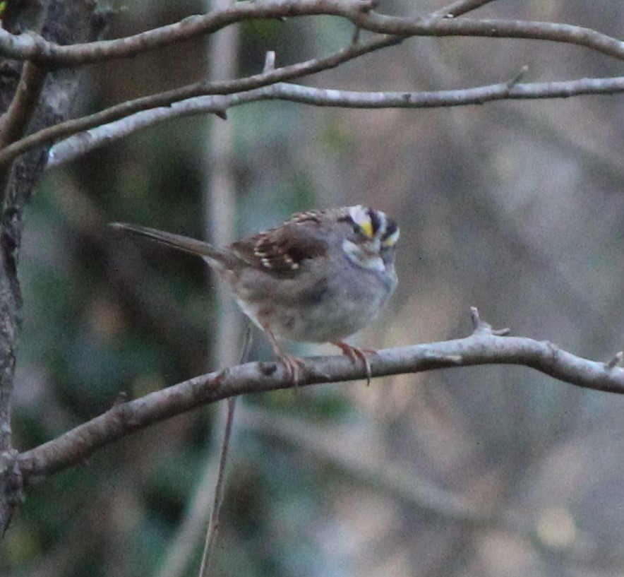 White-throated Sparrow - ML427748841