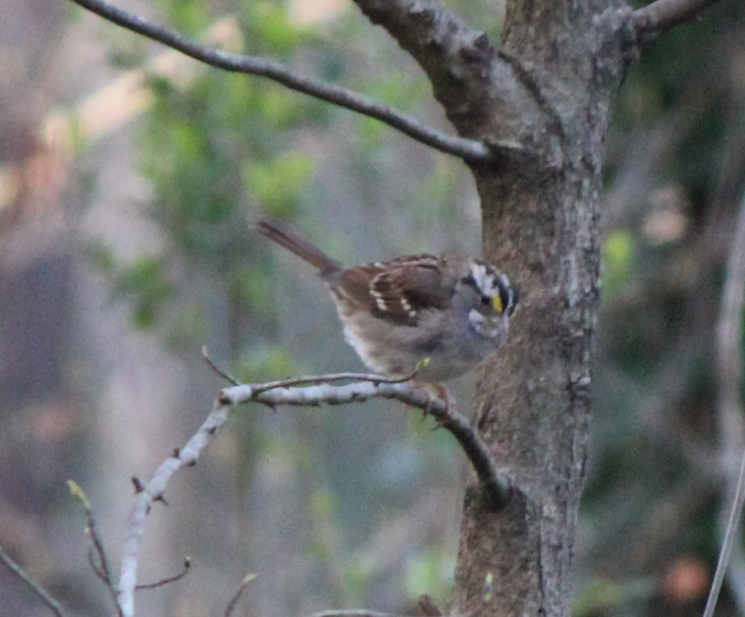 White-throated Sparrow - ML427748851