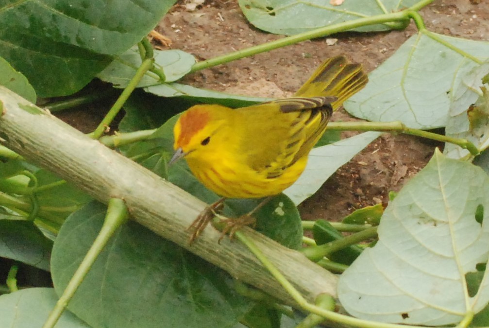Yellow Warbler (Galapagos) - Sarah Winnicki-Smith