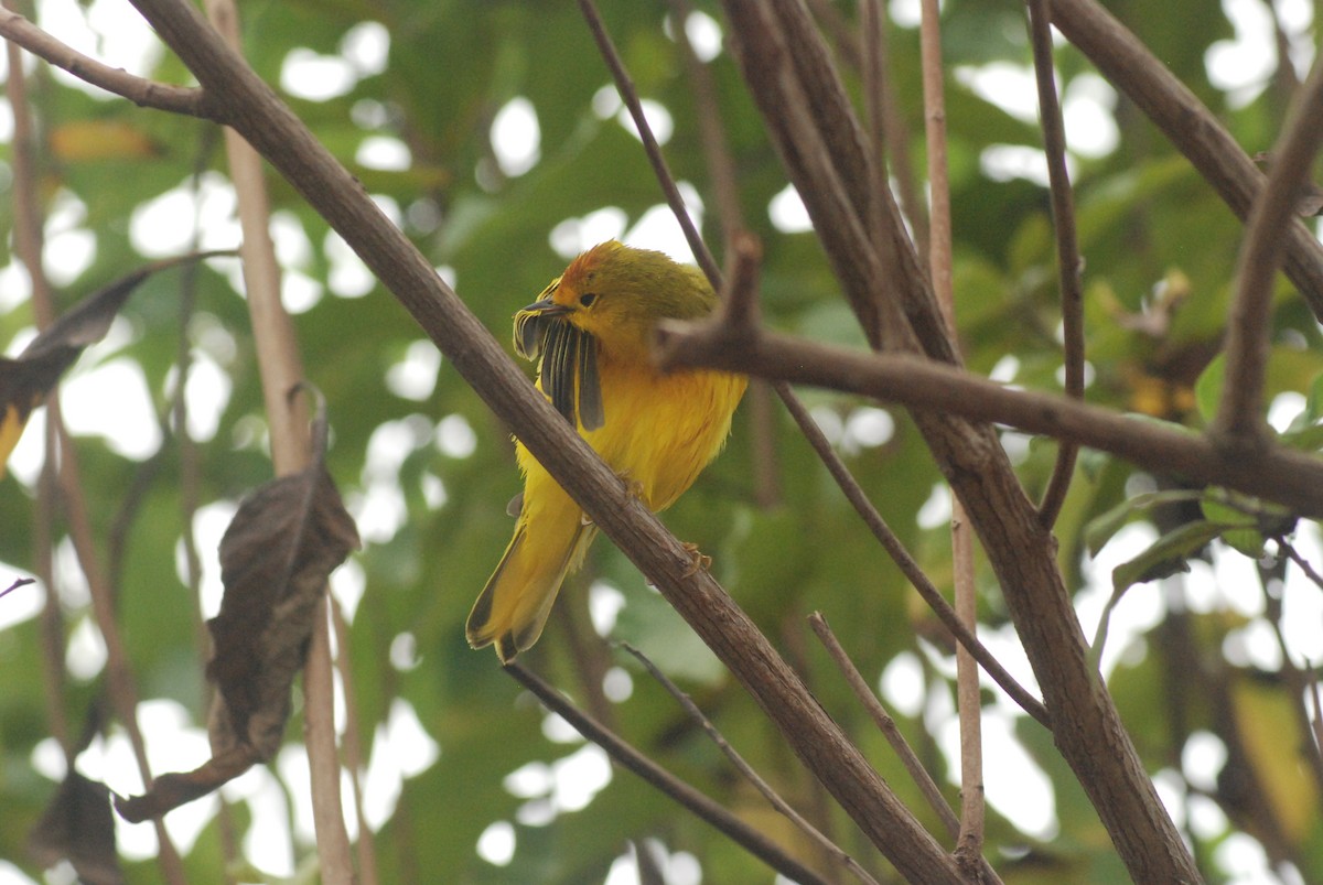 Reinita de Manglar (aureola) - ML427749121