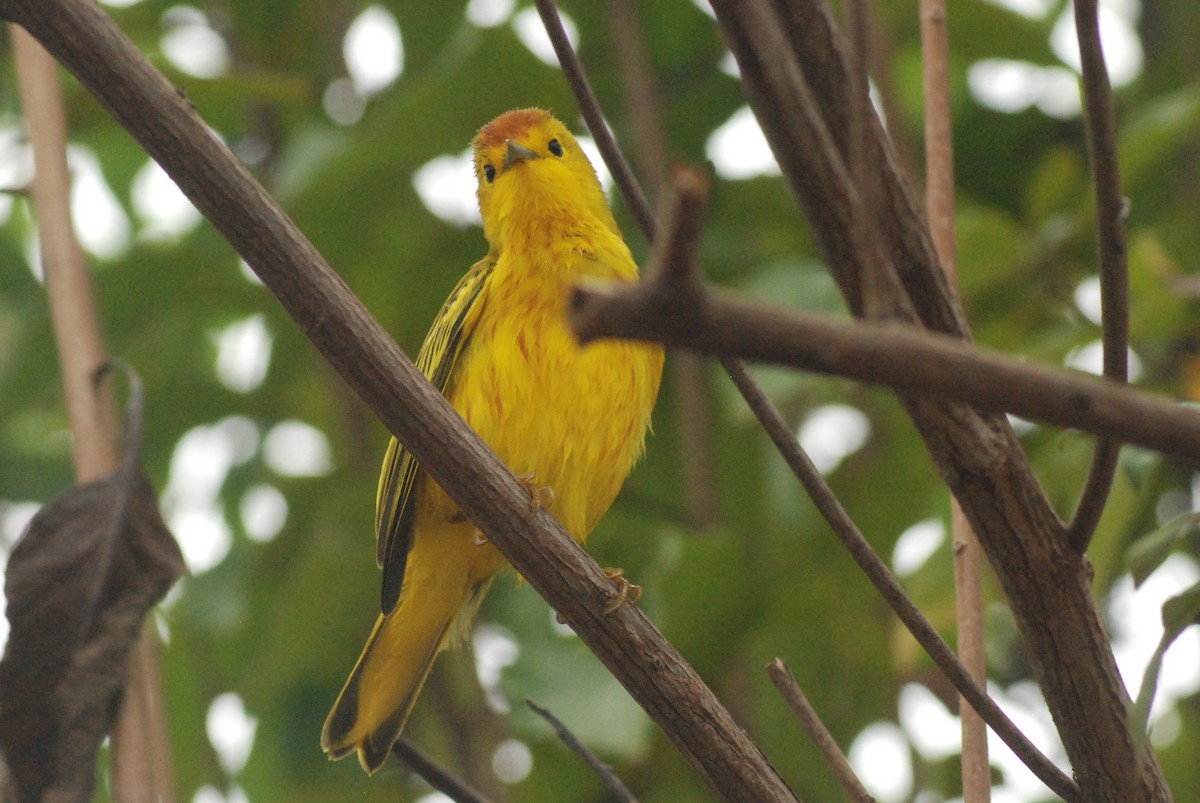 Yellow Warbler (Galapagos) - ML427749131
