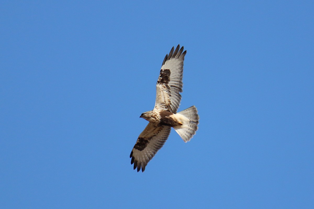 Rough-legged Hawk - Anthony Macchiarola