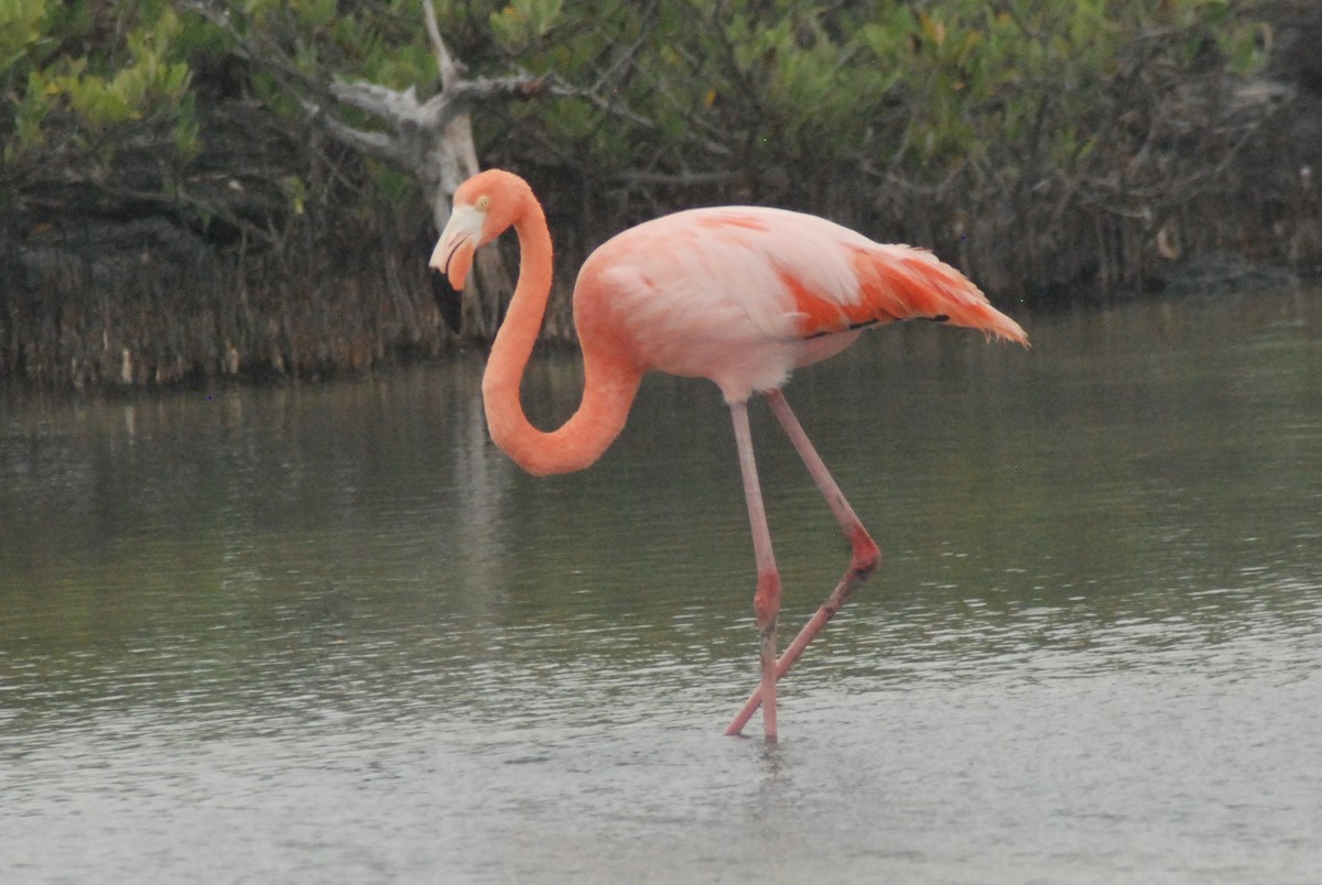 American Flamingo - ML427749901