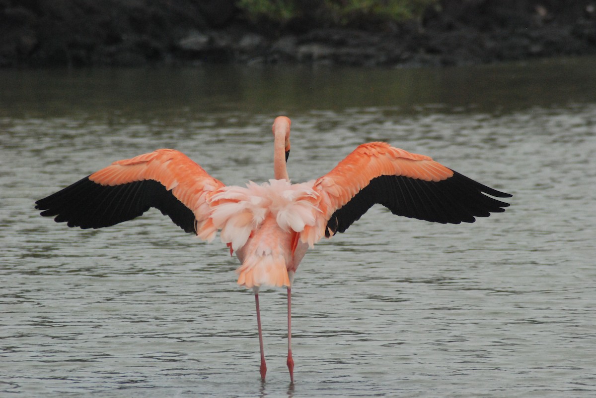 Amerika Flamingosu - ML427749941