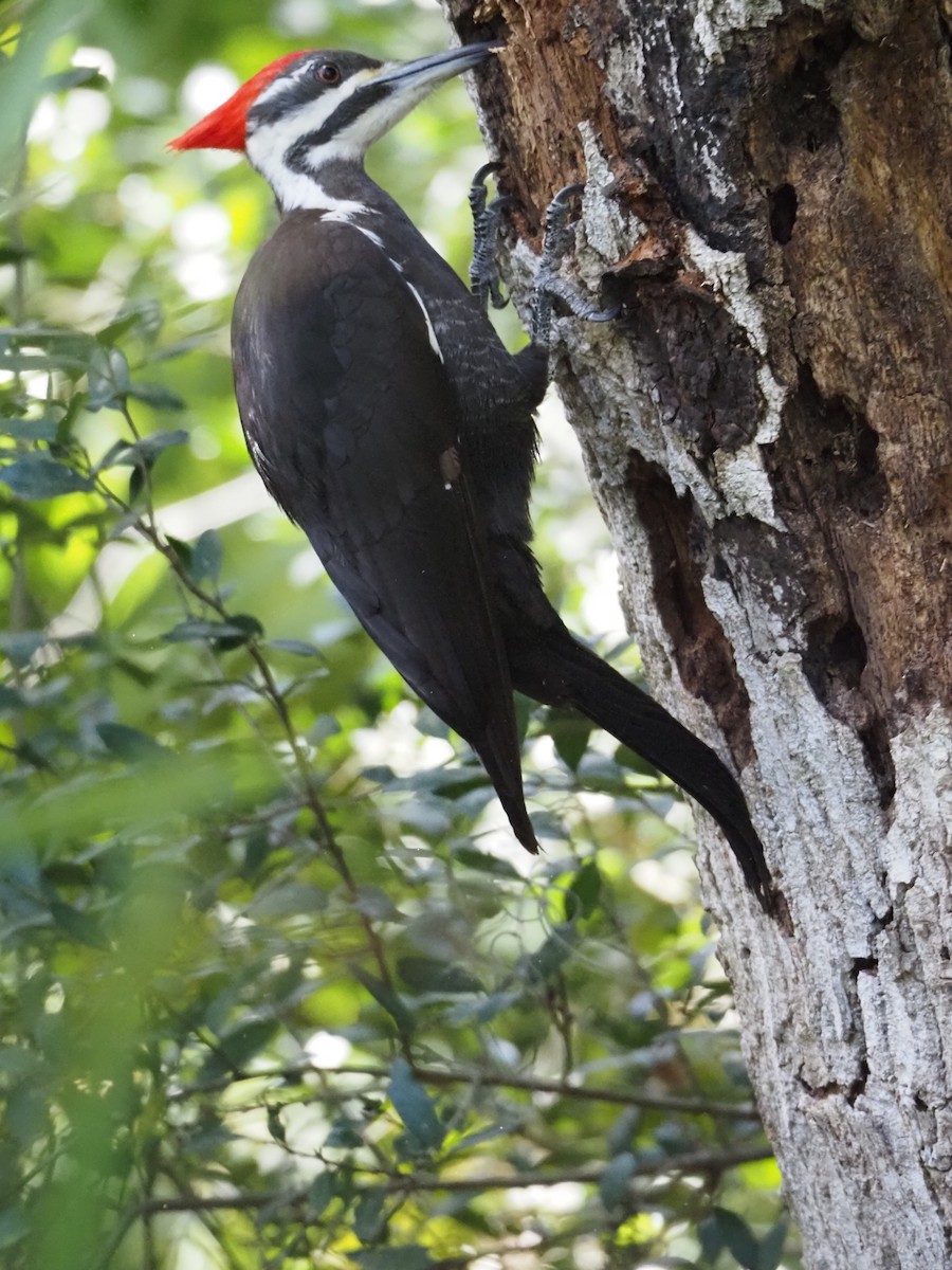 Pileated Woodpecker - ML427753071