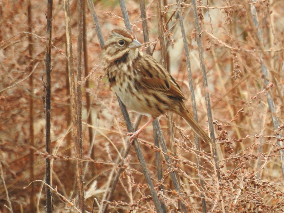 Song Sparrow - ML42775331