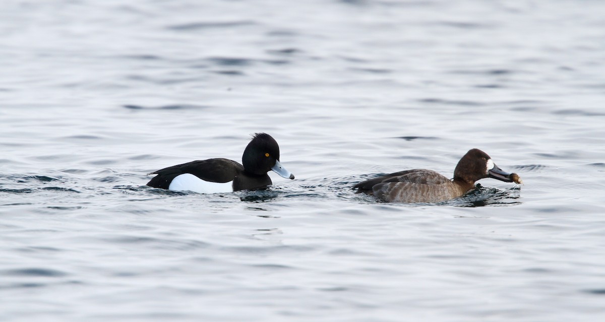 Tufted Duck - ML42775391