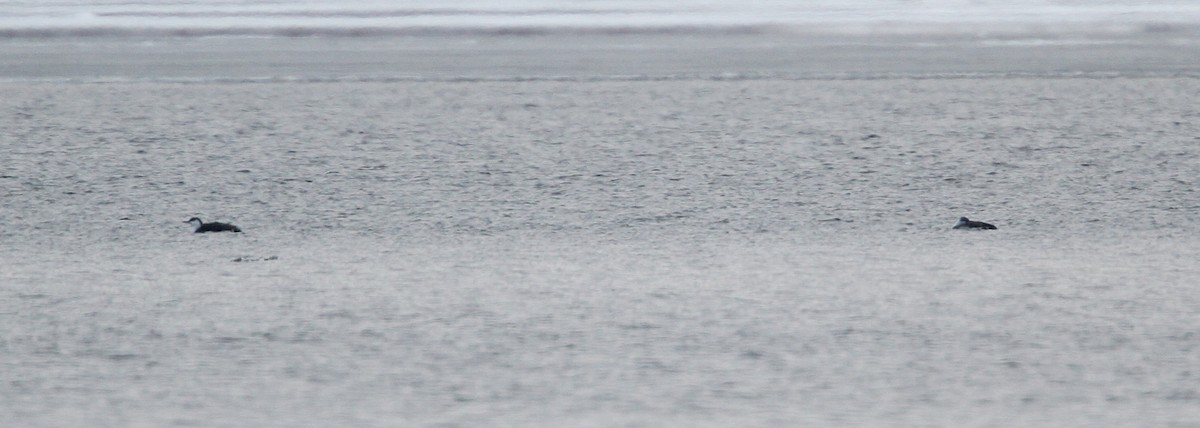 Red-throated Loon - Jay McGowan