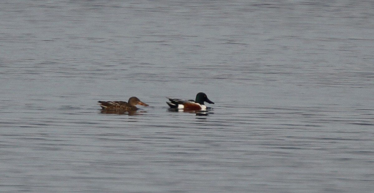 Northern Shoveler - ML42775681