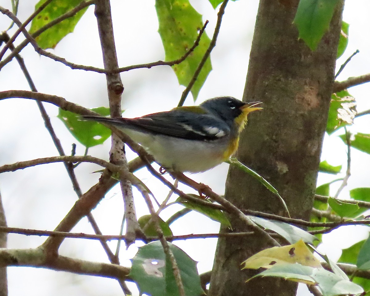 Northern Parula - ML427760961