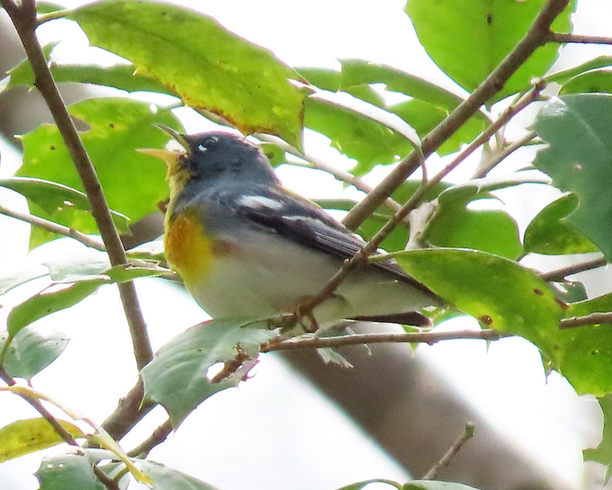 Northern Parula - ML427761041