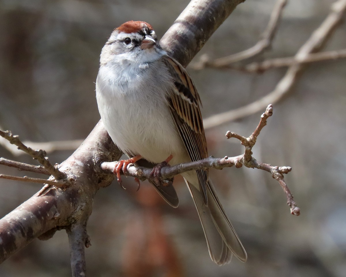 Chipping Sparrow - ML427761221