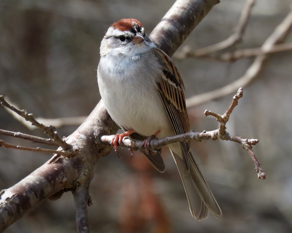 Chipping Sparrow - ML427761231