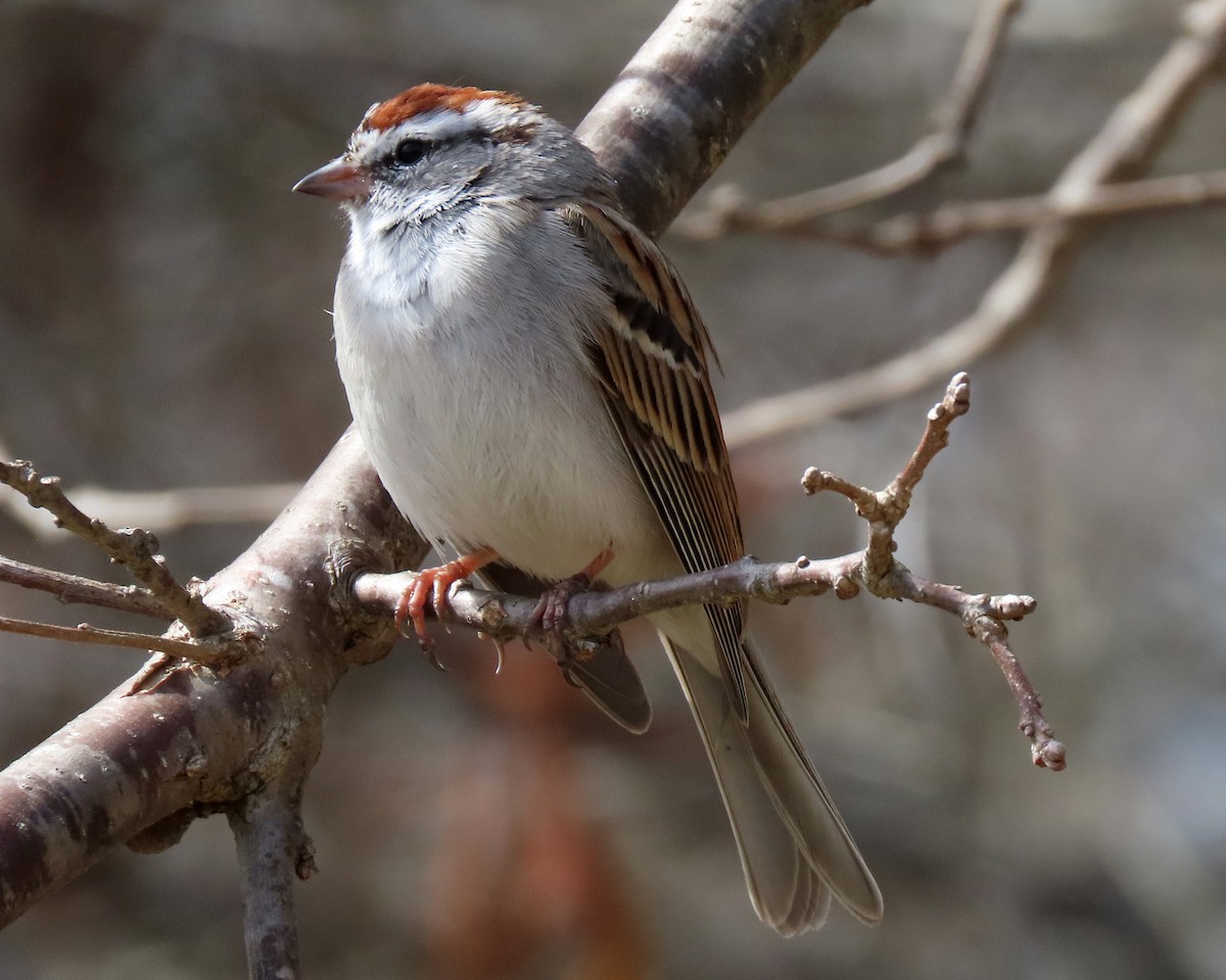 Chipping Sparrow - ML427761251