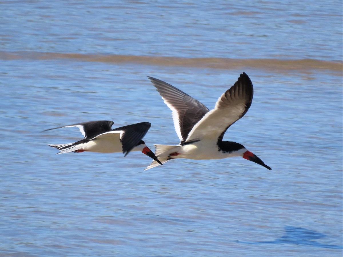 Black Skimmer - Chris Hayward