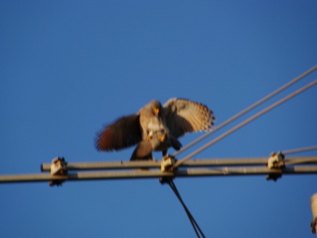 Roadside Hawk - ML427763441