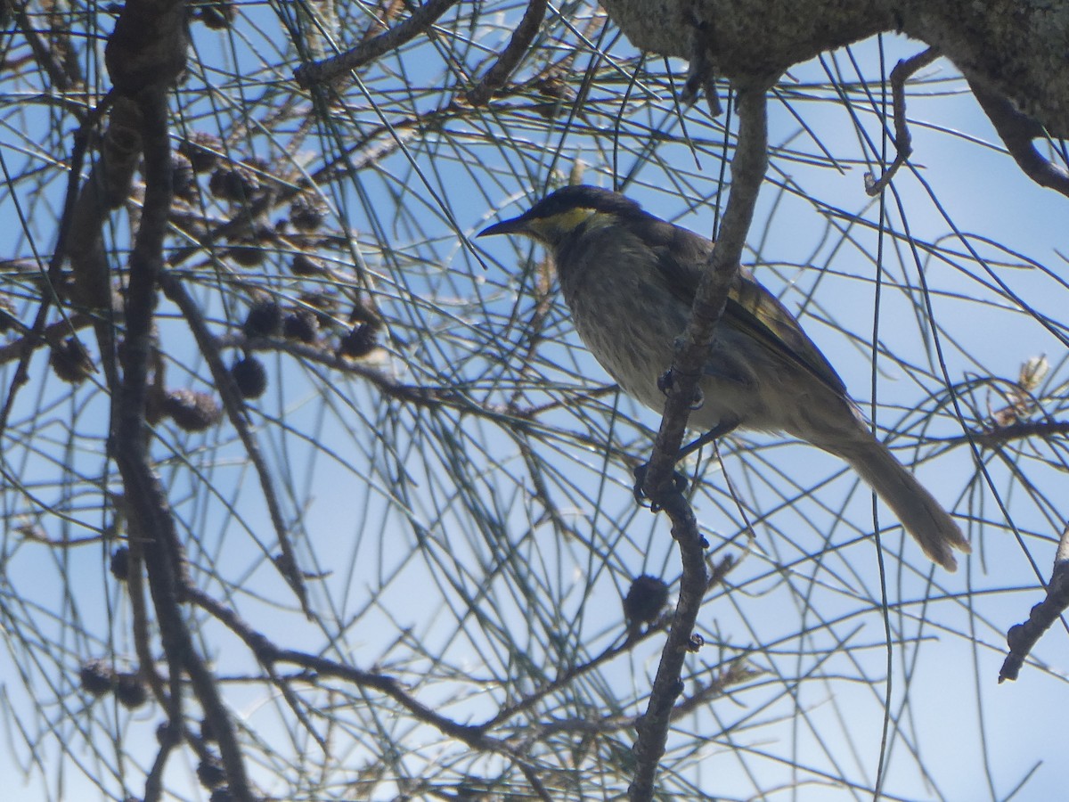 Mangrove Honeyeater - ML427763521