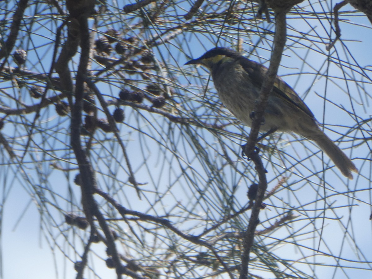 Mangrove Honeyeater - ML427763781