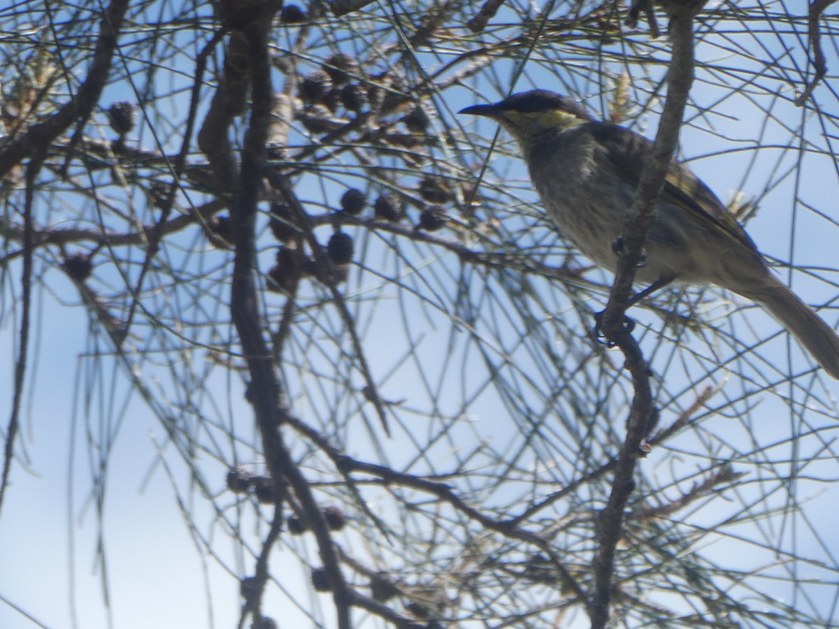 Mangrove Honeyeater - ML427764021