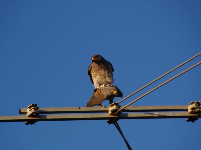 Roadside Hawk - ML427764061