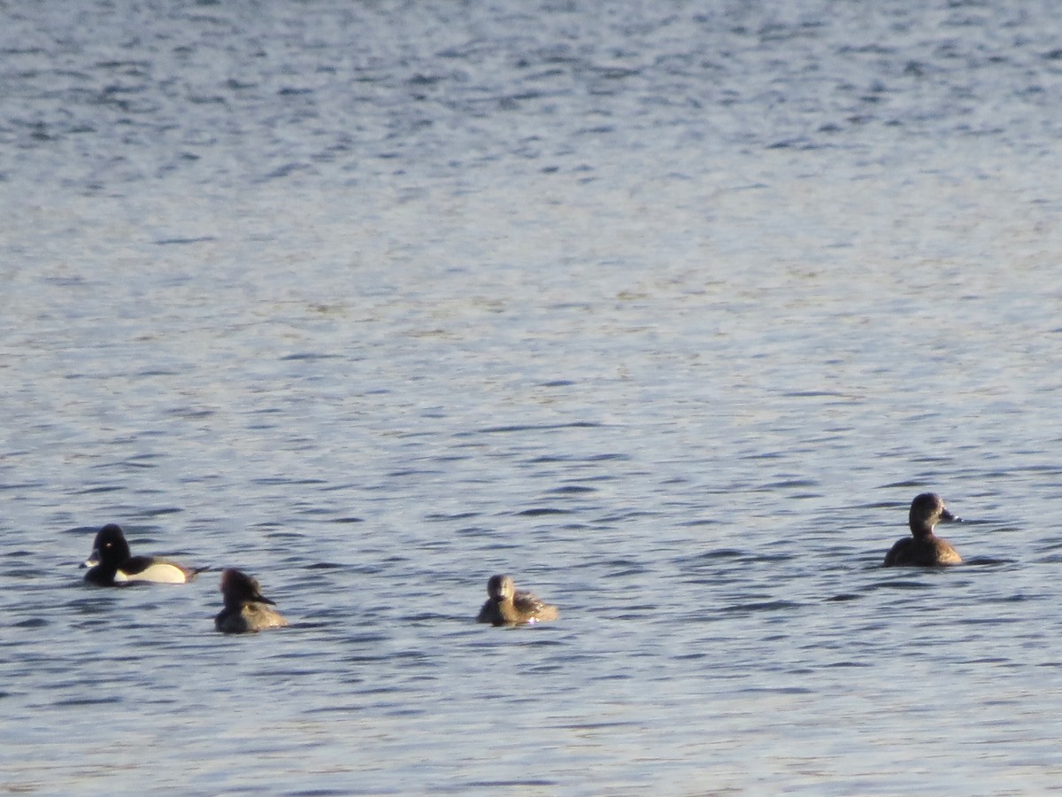 Pied-billed Grebe - ML427764371