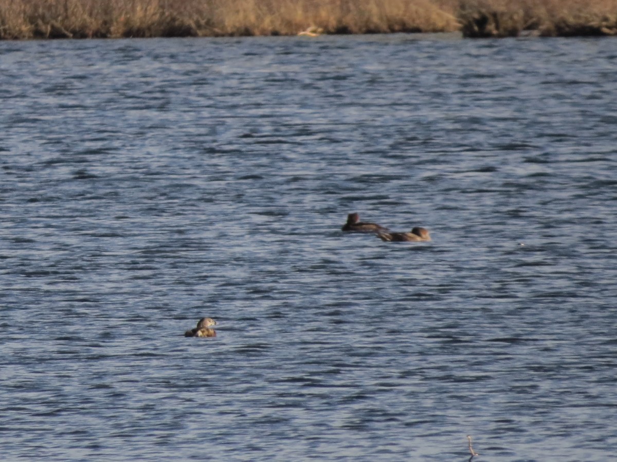 Pied-billed Grebe - ML427764421