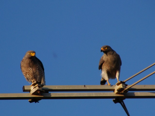 Roadside Hawk - ML427764721