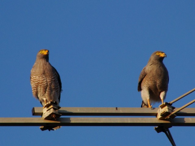 Roadside Hawk - ML427764931