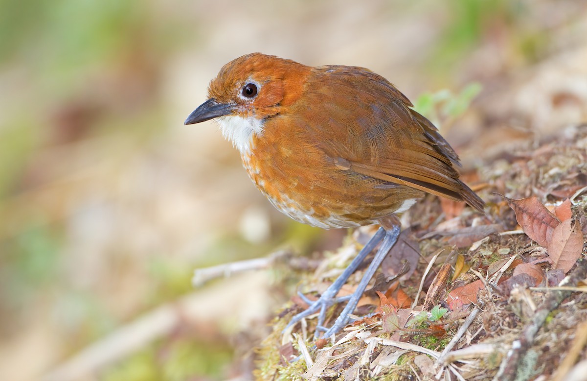 Red-and-white Antpitta - Mark Chappell