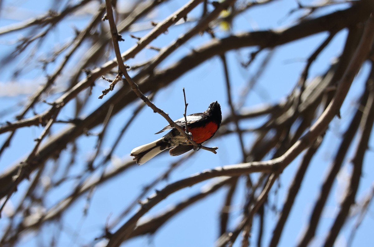 Painted Redstart - ML427767031