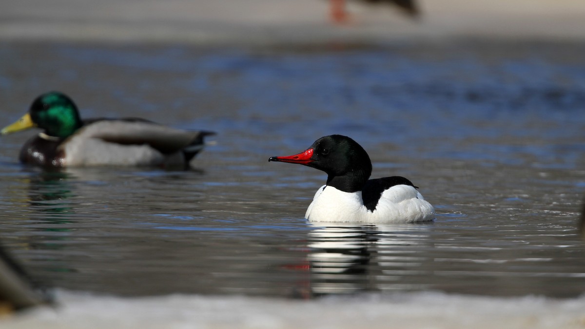 Common Merganser (North American) - Jay McGowan