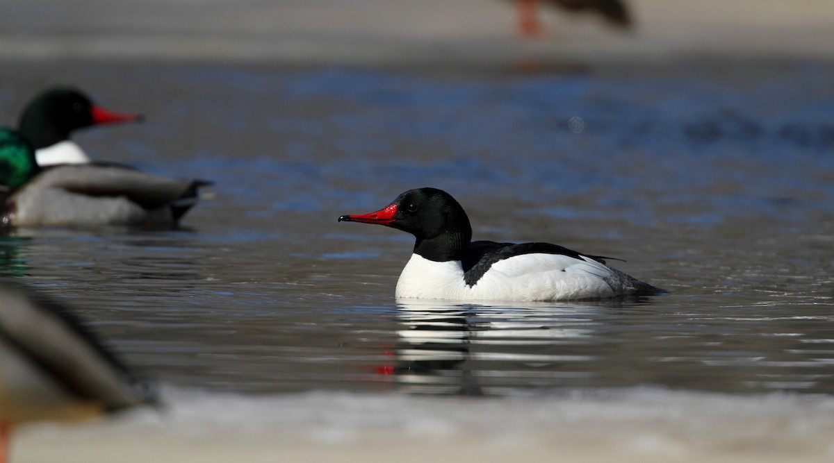 Common Merganser (North American) - ML42776791