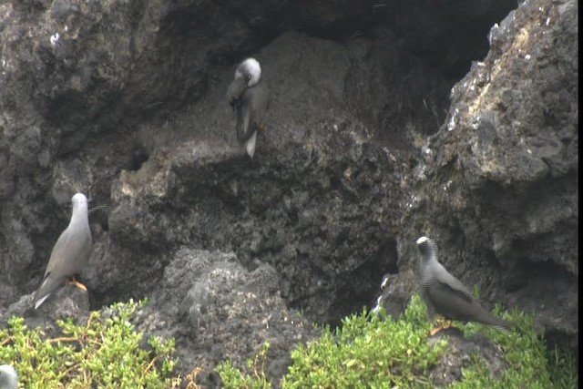 Black Noddy - ML427768