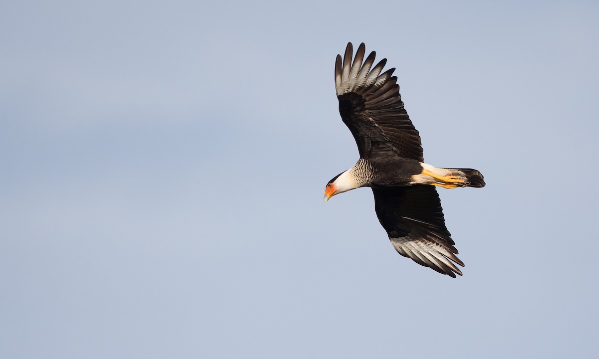 Crested Caracara (Northern) - Chris Wood