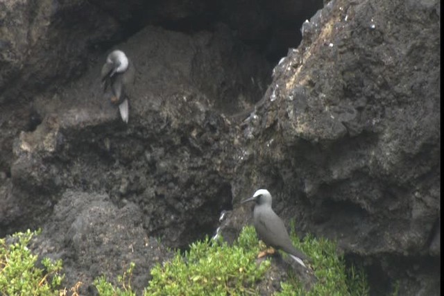 Black Noddy - ML427769