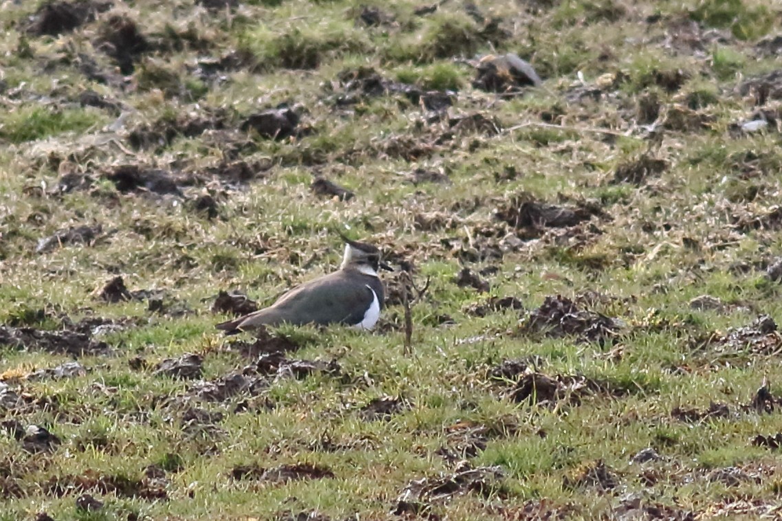 Northern Lapwing - ML427769161