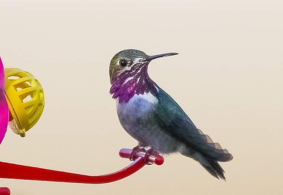 Calliope Hummingbird - Musa Awan