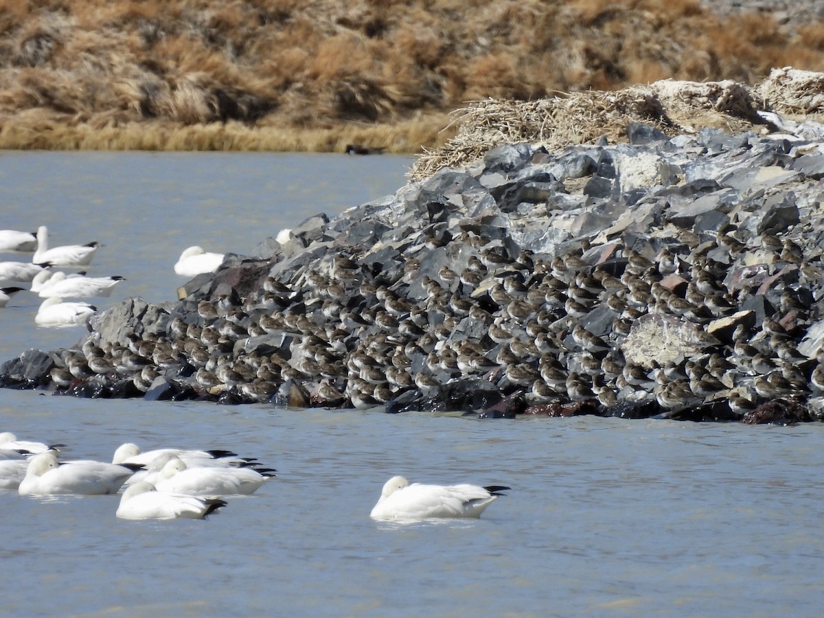 Dunlin - ML427769811