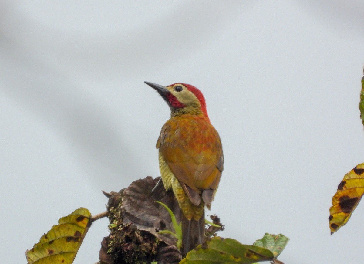 Golden-olive Woodpecker - Pam Rasmussen