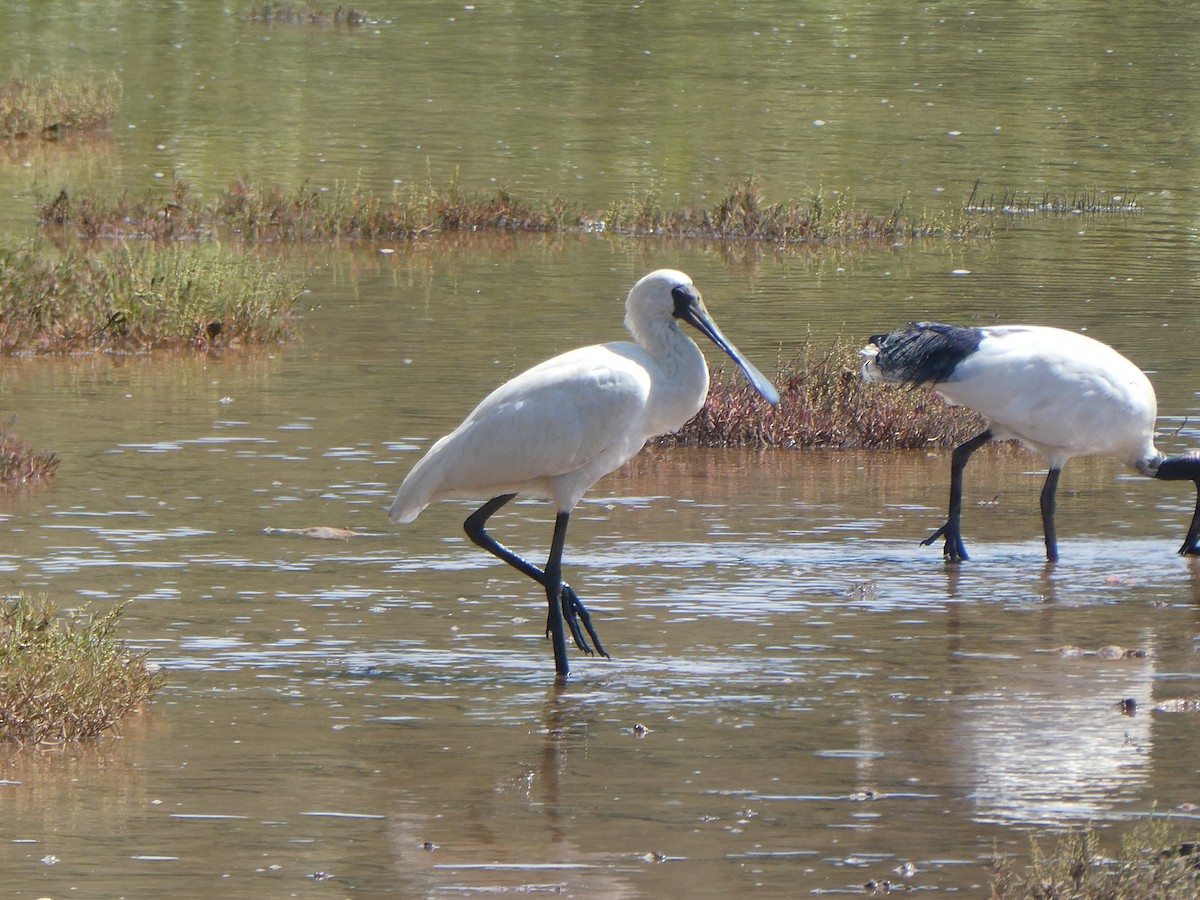 Royal Spoonbill - ML427771721