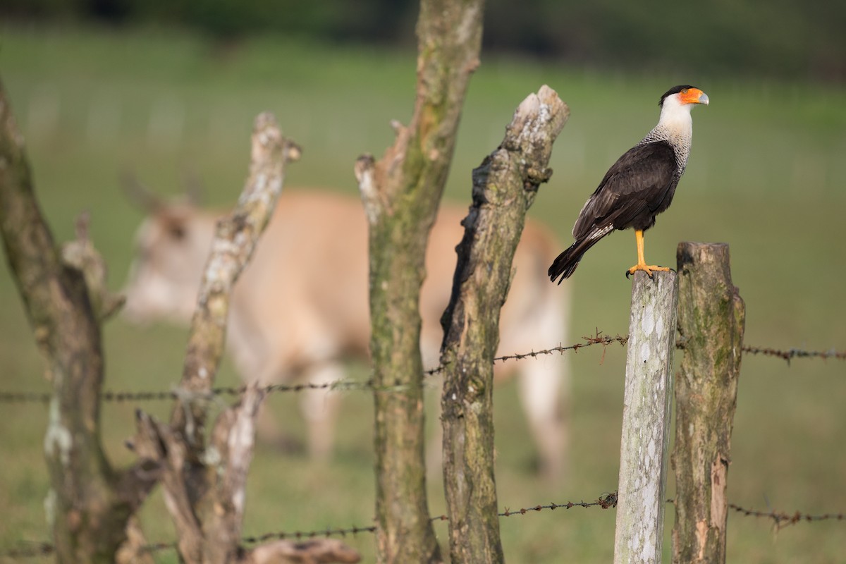 Crested Caracara (Northern) - Chris Wood