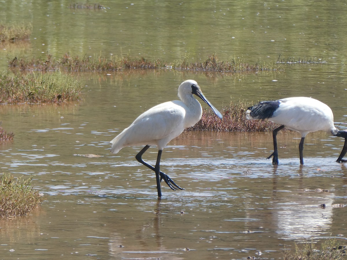 Royal Spoonbill - ML427772051