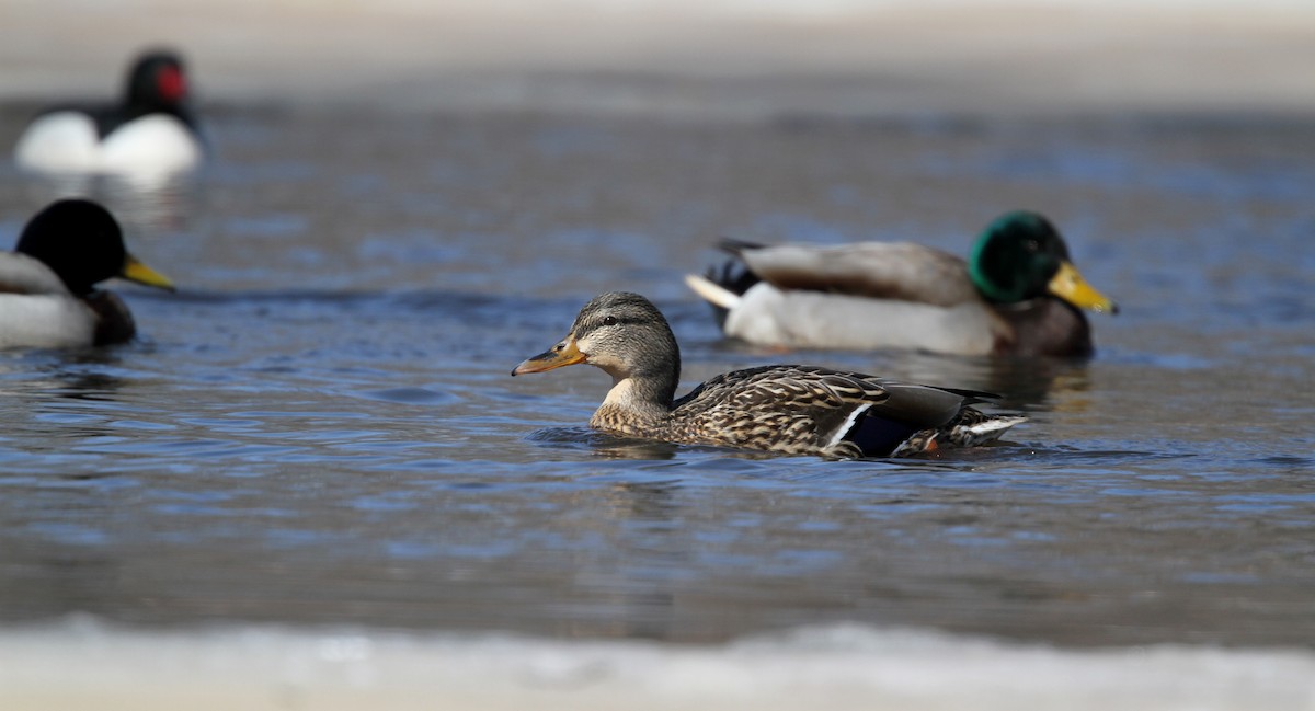 Canard colvert - ML42777221