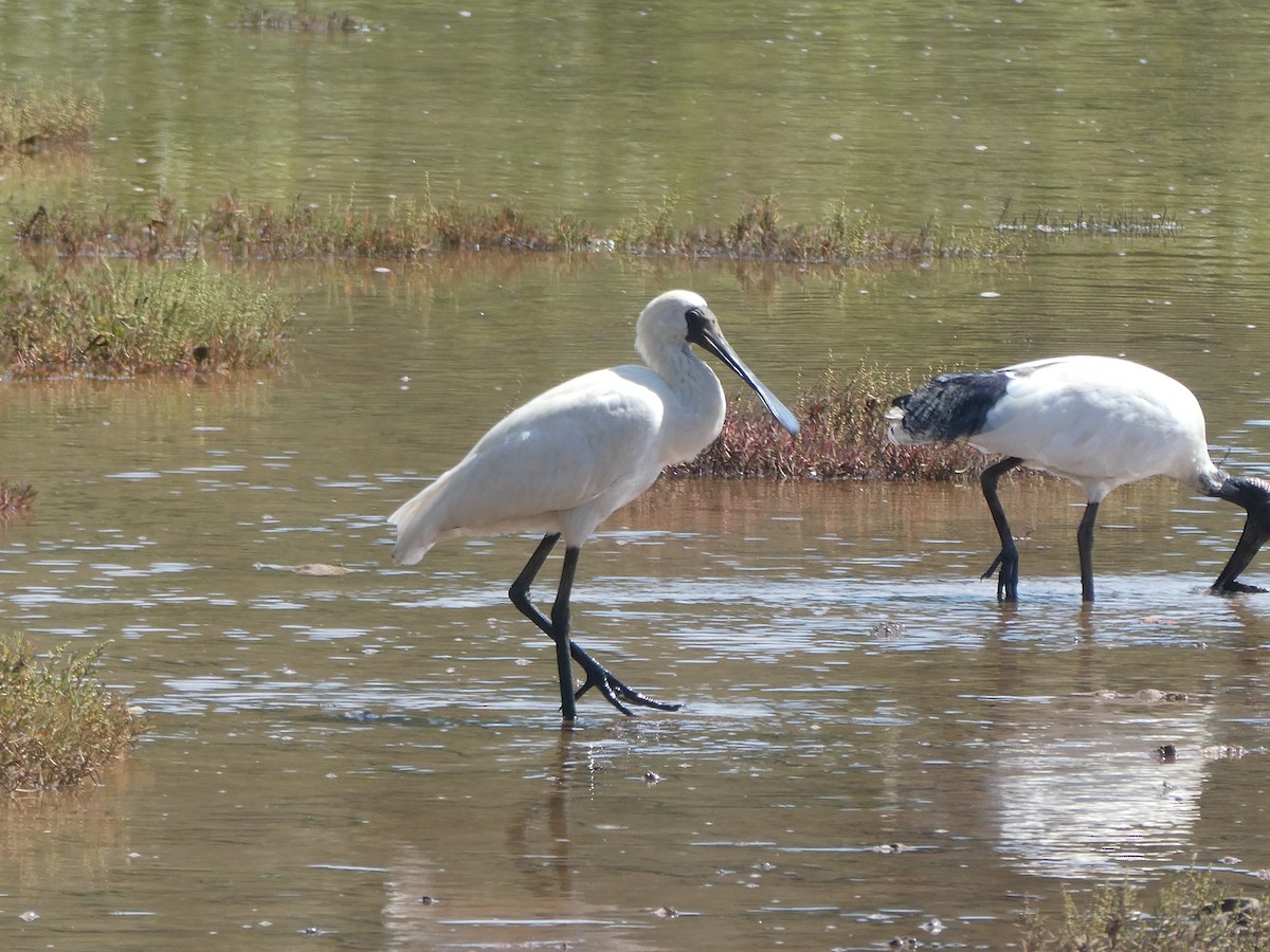 Royal Spoonbill - ML427772411