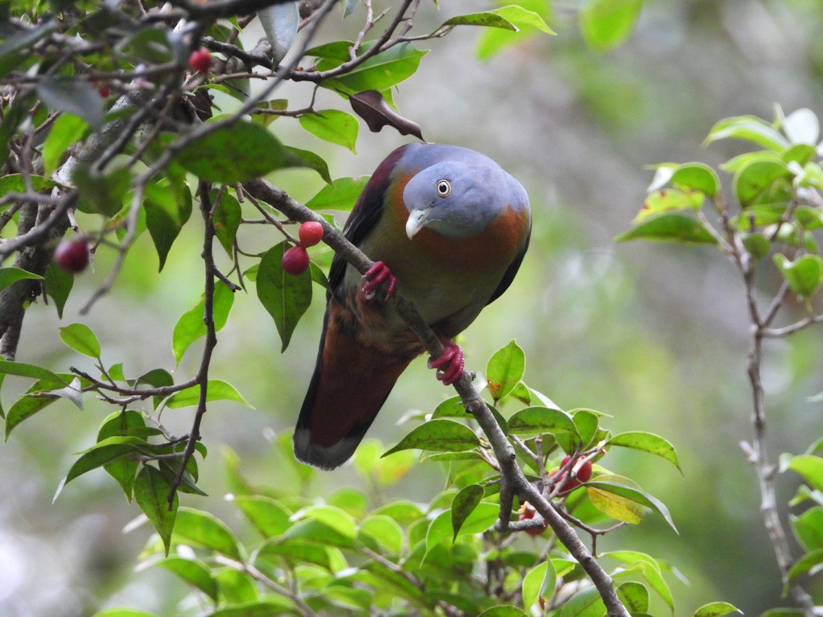 Little Green-Pigeon - Abdul Afiq Abdul Rahman