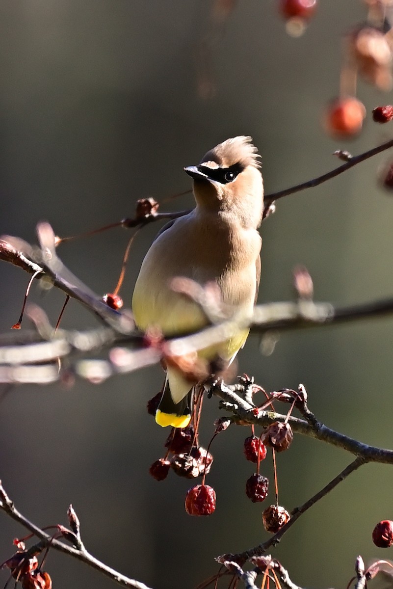 Cedar Waxwing - ML427775671