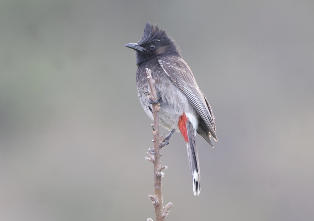 Bulbul à ventre rouge - ML427776311