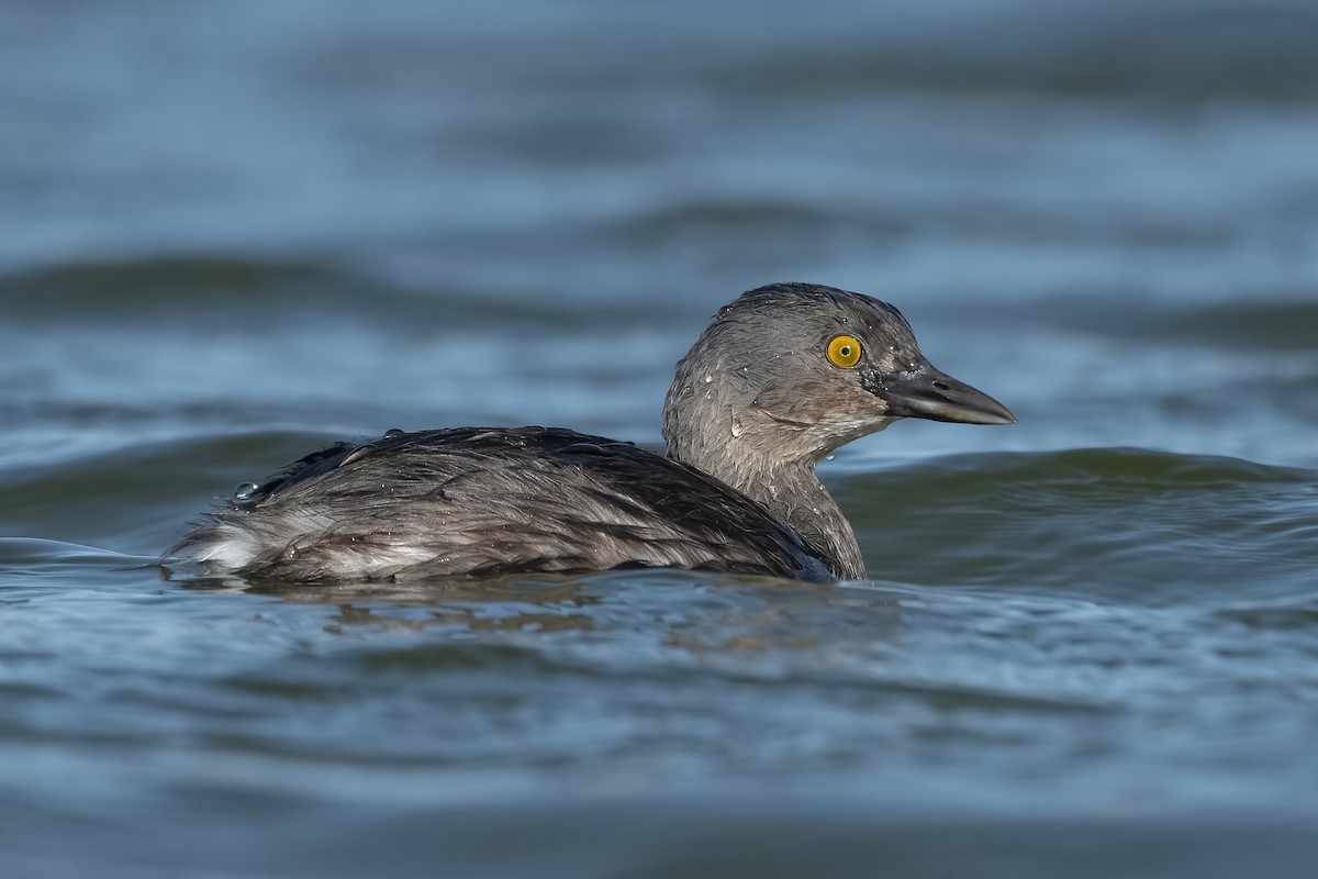 Least Grebe - ML427776331