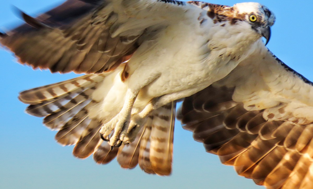 Osprey - ML427776431